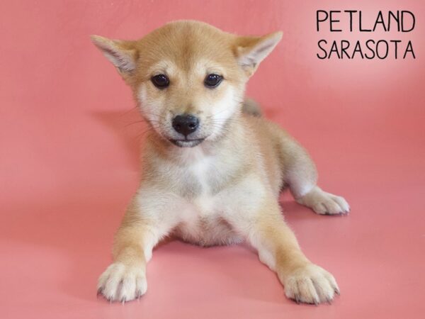 Shiba Inu-DOG-Female-RED-26221-Dream Tails Sarasota, Florida