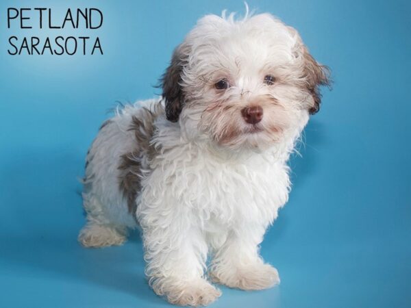 Havanese-DOG-Male-BRN WH-26220-Dream Tails Sarasota, Florida