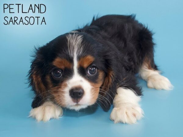 Cavalier King Charles Spaniel-DOG-Male-TRI-26215-Dream Tails Sarasota, Florida
