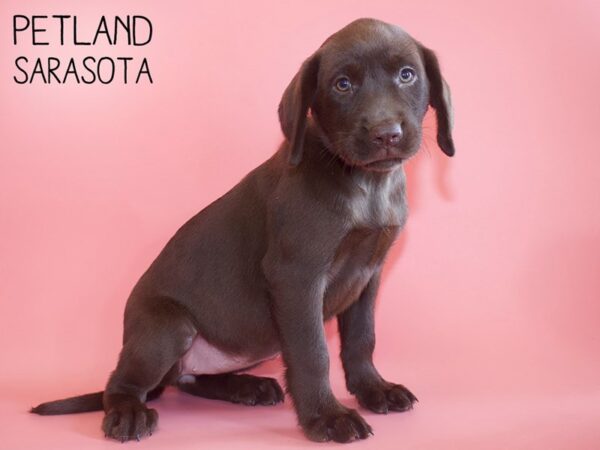 Labrador Retriever-DOG-Female-Chocolate-26209-Dream Tails Sarasota, Florida