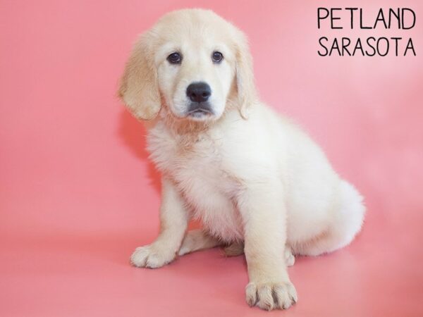 Goldendoodle-DOG-Female-Golden-26208-Dream Tails Sarasota, Florida