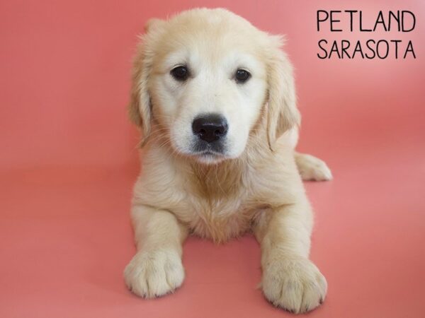 Golden Retriever-DOG-Female-Light Golden-26206-Dream Tails Sarasota, Florida
