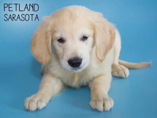 Golden Retriever-DOG-Male-LIGHT GOLDEN-26205-Dream Tails Sarasota, Florida