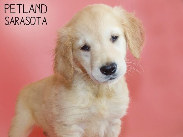 Golden Retriever-DOG-Female-LIGHT GOLDEN-26204-Dream Tails Sarasota, Florida
