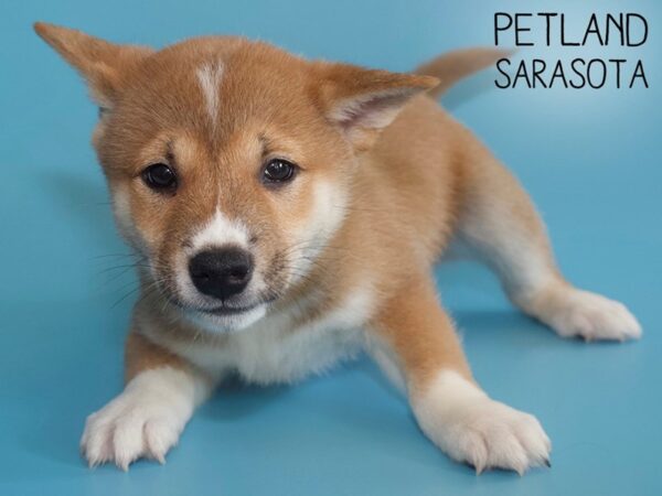 Shiba Inu-DOG-Male-RED-26217-Dream Tails Sarasota, Florida