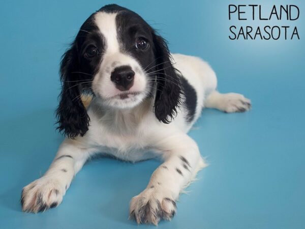 Cockapoo-DOG-Male-BLK WHITE-26219-Dream Tails Sarasota, Florida