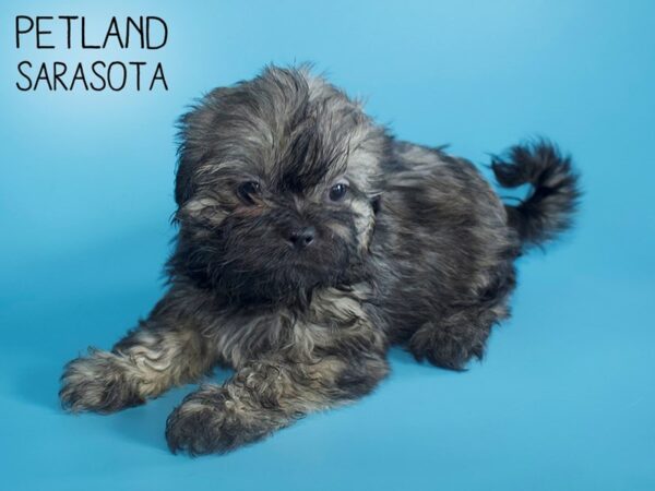 Shih Tzu-DOG-Male-BRINDLE-26214-Dream Tails Sarasota, Florida