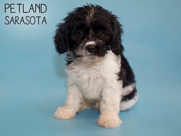 Bichonpoo-DOG-Male-BLK WHITE-26235-Dream Tails Sarasota, Florida