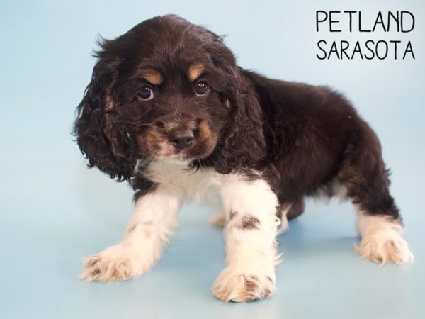 Cocker Spaniel-DOG-Male-TRI-26232-Dream Tails Sarasota, Florida