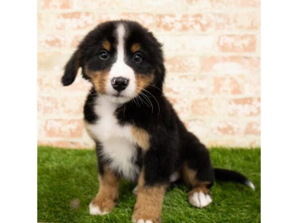 Bernese Mountain Dog-DOG-Male-Tri-Colored-26241-Dream Tails Sarasota, Florida