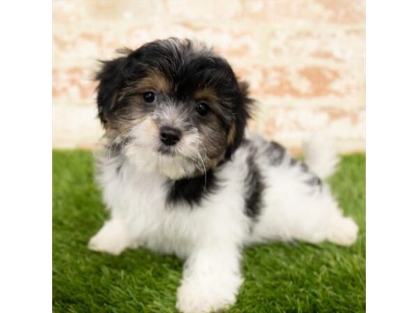 Teddy Bear-DOG-Female-Black / Tan-26256-Dream Tails Sarasota, Florida