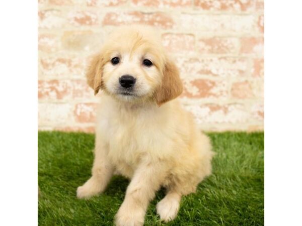 Golden Retriever-DOG-Female-Golden-26248-Dream Tails Sarasota, Florida
