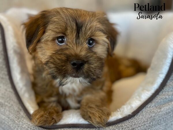 Shorkie-Dog-Male-Red Sable-28288-Dream Tails Sarasota, Florida