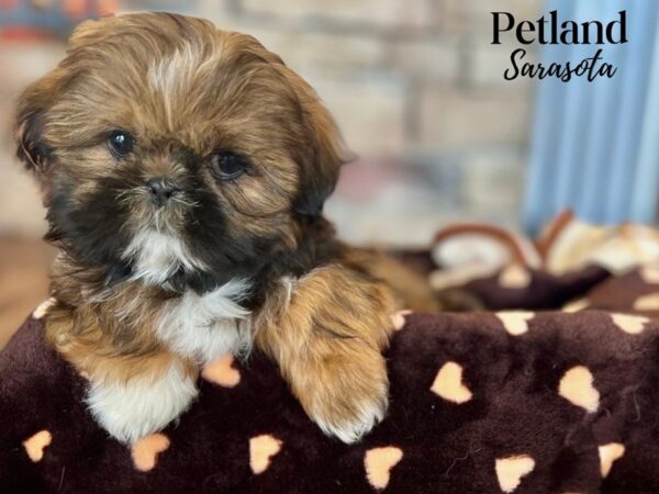 Shih Tzu-Dog-Male-Red & White-28322-Dream Tails Sarasota, Florida