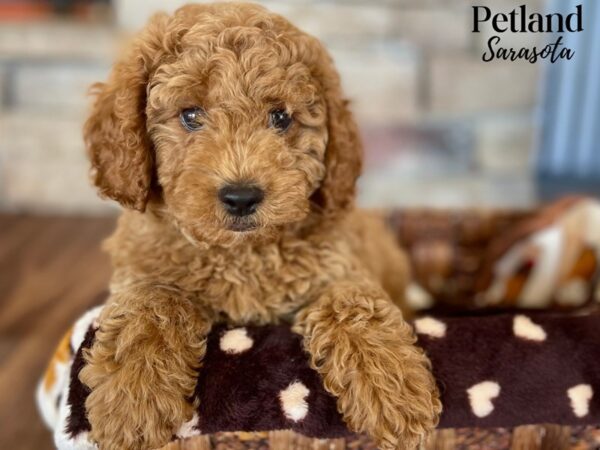 Cockapoo 2nd gen-Dog-Male-Red-28320-Dream Tails Sarasota, Florida