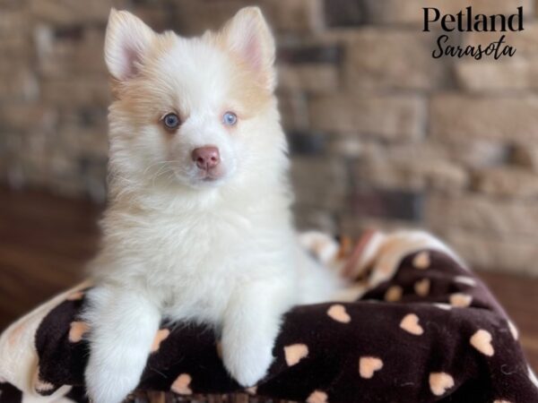 Pomsky-Dog-Female-SBL MRL-28340-Dream Tails Sarasota, Florida