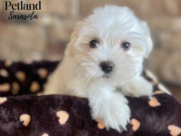 Havanese-Dog-Female-Wh-28363-Dream Tails Sarasota, Florida