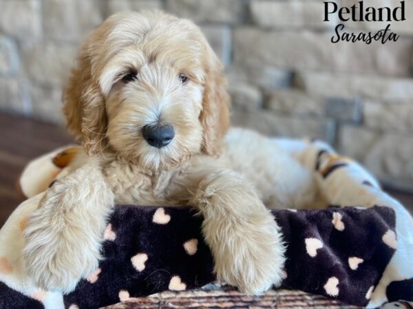 Goldendoodle-Dog-Male-Red-28368-Dream Tails Sarasota, Florida