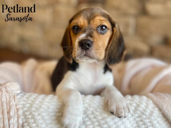 Beagle-Dog-Male-Black Wh & Tan-28387-Dream Tails Sarasota, Florida