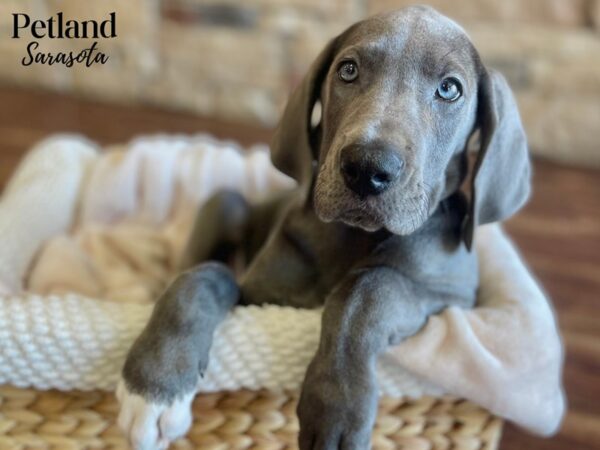 Great Dane-Dog-Female-Blue-28397-Dream Tails Sarasota, Florida