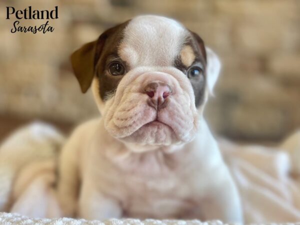 English Bulldog-Dog-Male-Chocolate & White-28404-Dream Tails Sarasota, Florida