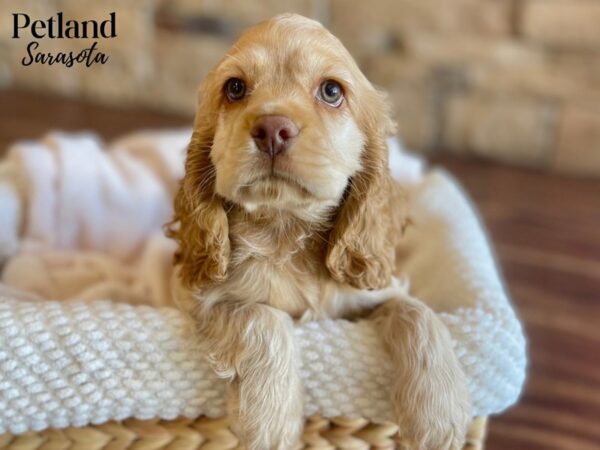 Cocker Spaniel-Dog-Female-Buff-28405-Dream Tails Sarasota, Florida