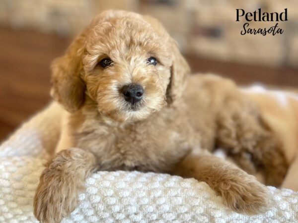 Miniature Poodle-Dog-Male-Red-28408-Dream Tails Sarasota, Florida