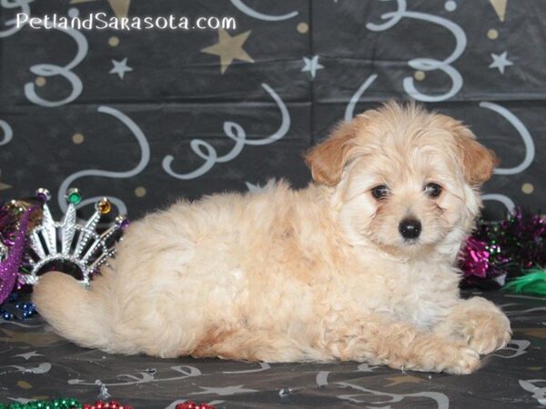 POMAPOO — adopted from Dreamtails