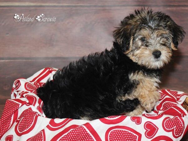 Yorkie-Poo — adopted from Dreamtails