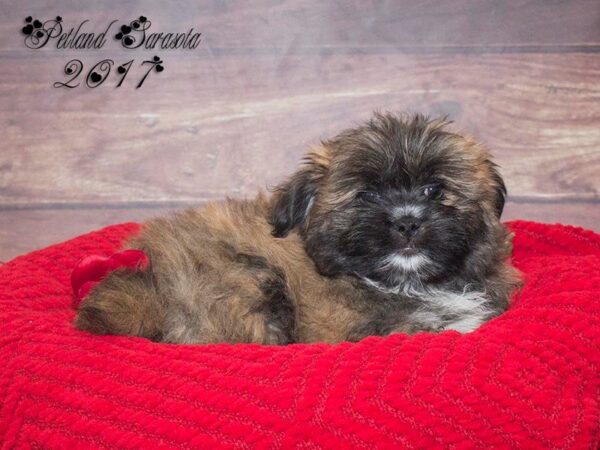 Shiranian — adopted from Dreamtails