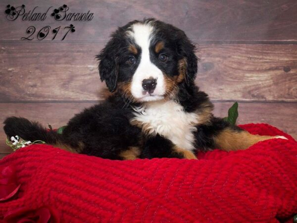 Bernese Mountain Dog — adopted from Dreamtails