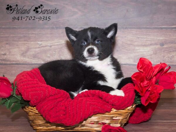 Pomsky — adopted from Dreamtails