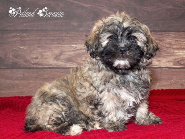 Teddy Bear — adopted from Dreamtails
