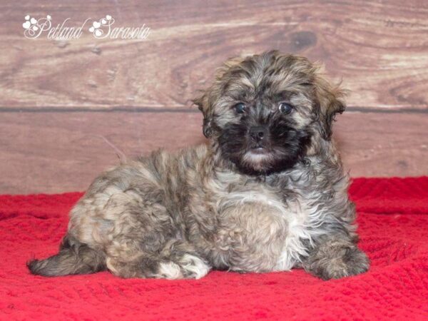Teddy Bear — adopted from Dreamtails