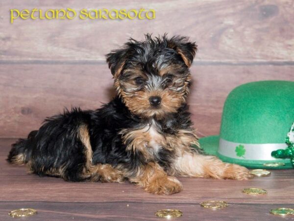 Yorkshire Terrier — adopted from Dreamtails