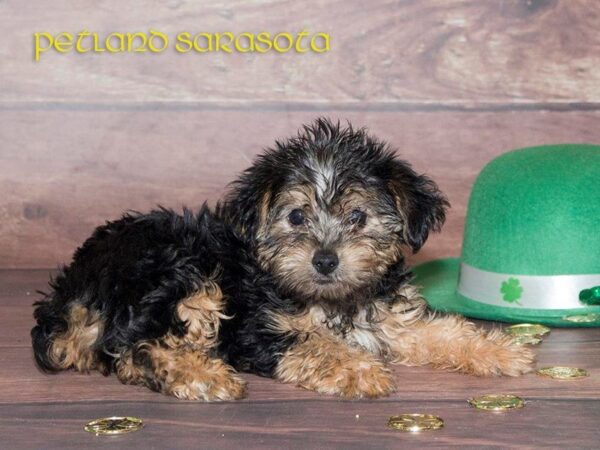 Yorkie-Poo — adopted from Dreamtails