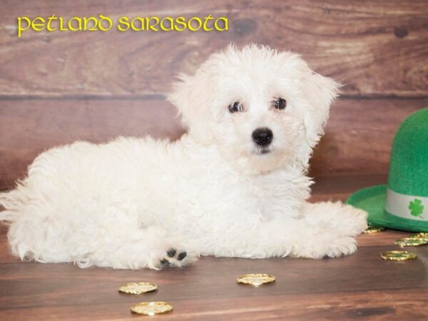 Bichon Frise — adopted from Dreamtails