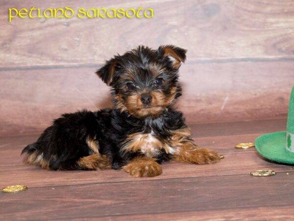 Yorkshire Terrier — adopted from Dreamtails
