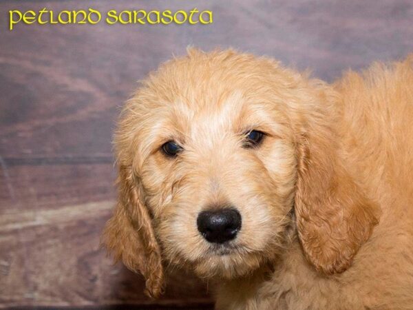 Goldendoodle — adopted from Dreamtails