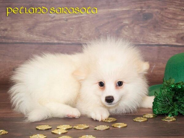 Pomsky 2nd Gen the Pomsky 2nd Gen — adopted from Dream Tails By Petland