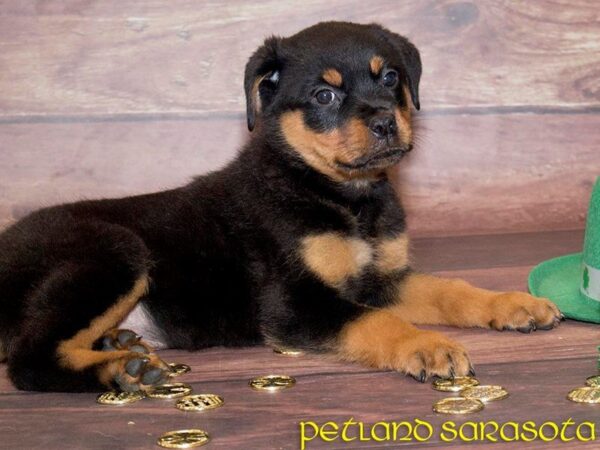 Rottweiler — adopted from Dreamtails