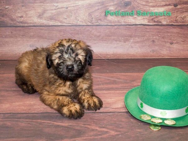Soft Coated Wheaten Terrier — adopted from Dreamtails