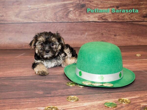Morkie — adopted from Dreamtails
