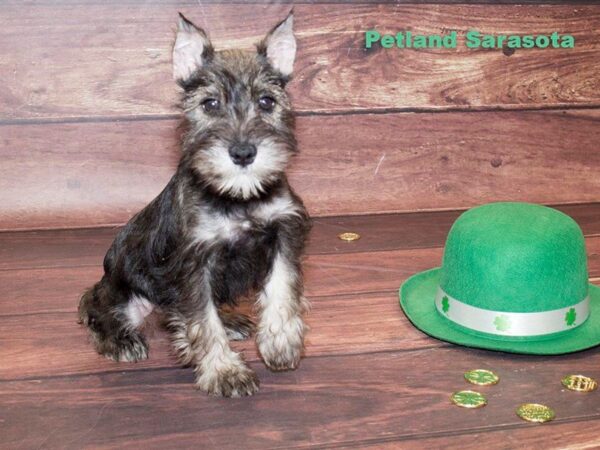 Miniature Schnauzer — adopted from Dreamtails