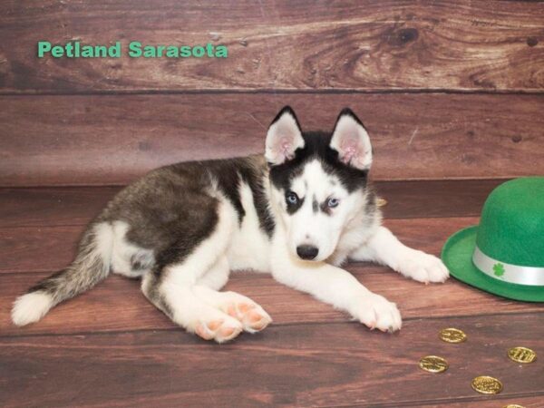 Siberian Husky — adopted from Dreamtails