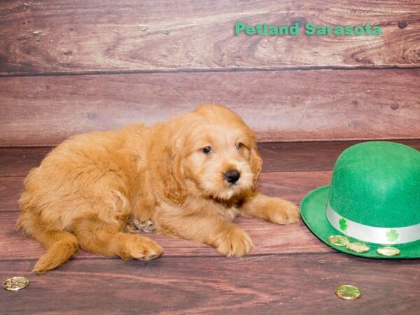 Dream Tails Sarasota Pet Store Puppies for sale, Dog Breeds Info