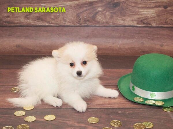 Pomeranian — adopted from Dreamtails