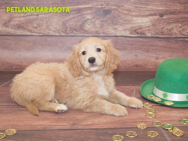 Mini Goldendoodle — adopted from Dreamtails