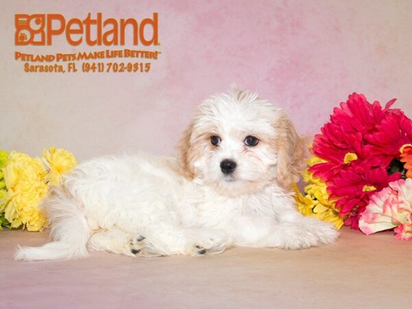 Cavachon — adopted from Dreamtails