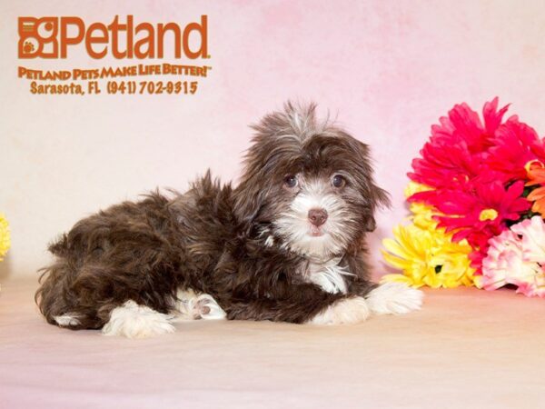 Havanese — adopted from Dreamtails